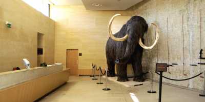 Musee National de la Prehistoire 
