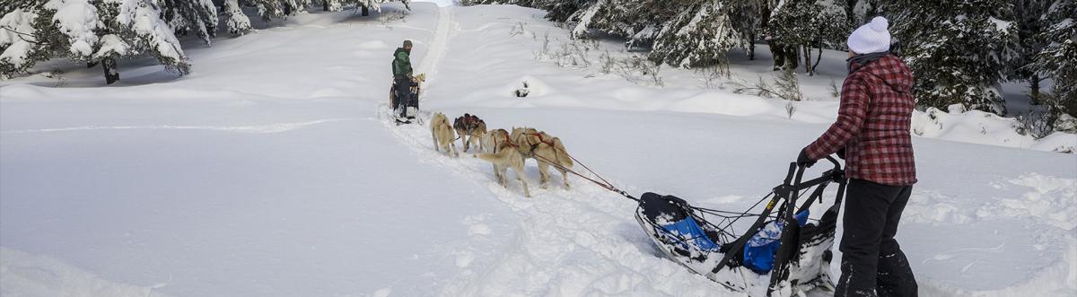 Bapteme Chien de Traineau