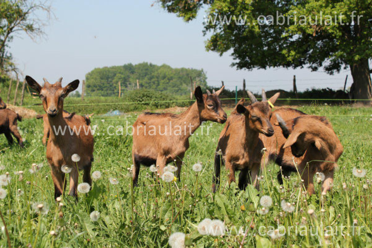 Ferme du Cabri Au Lait - les Jardins du Cabri