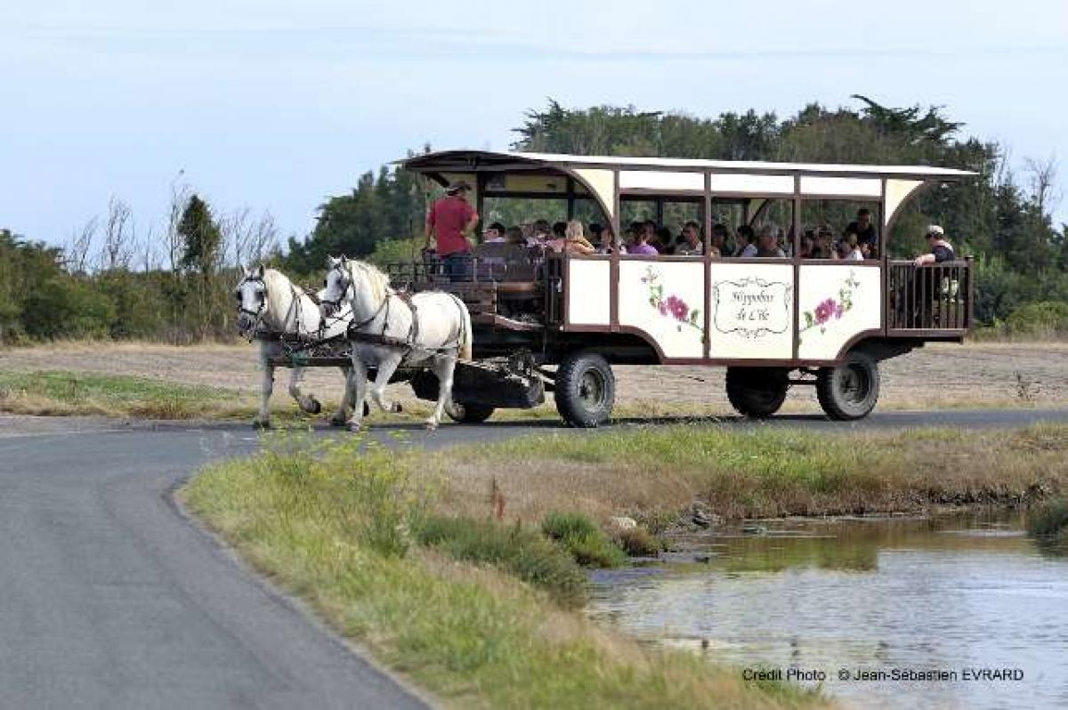 Ile de Noirmoutier en Hippobus