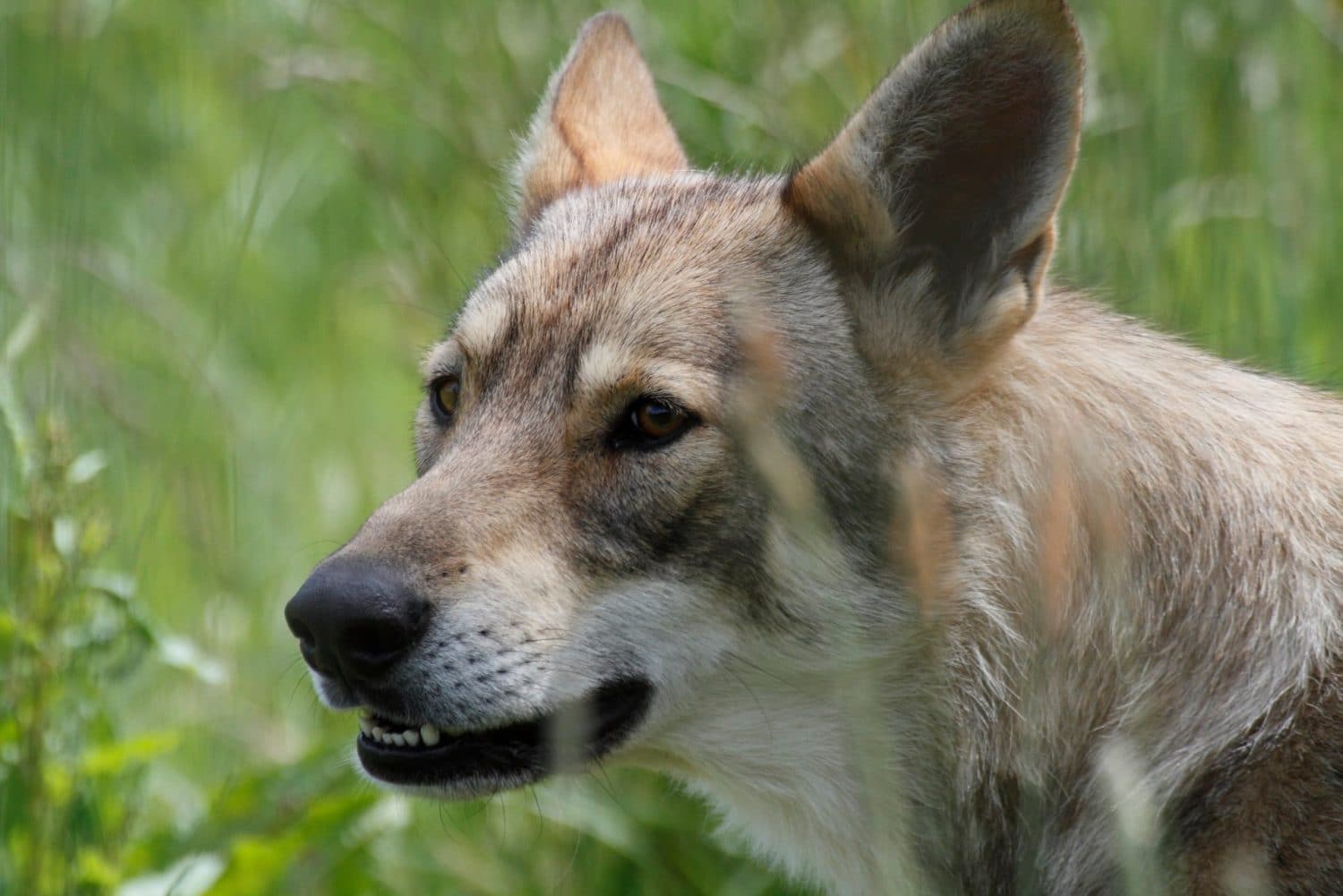 La Pyramide du loup - Cécile DELMOTTE